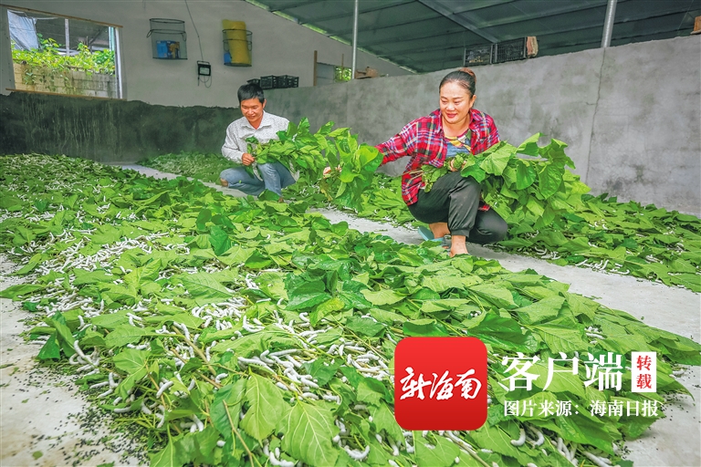 点赞！海南表彰一批脱贫攻坚先进个人｜附先进