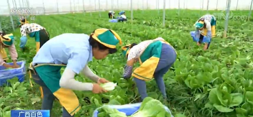百色:发展蔬菜产业 “菜篮子”成百姓致富“钱