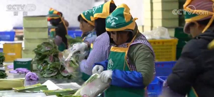 百色:发展蔬菜产业 “菜篮子”成百姓致富“钱