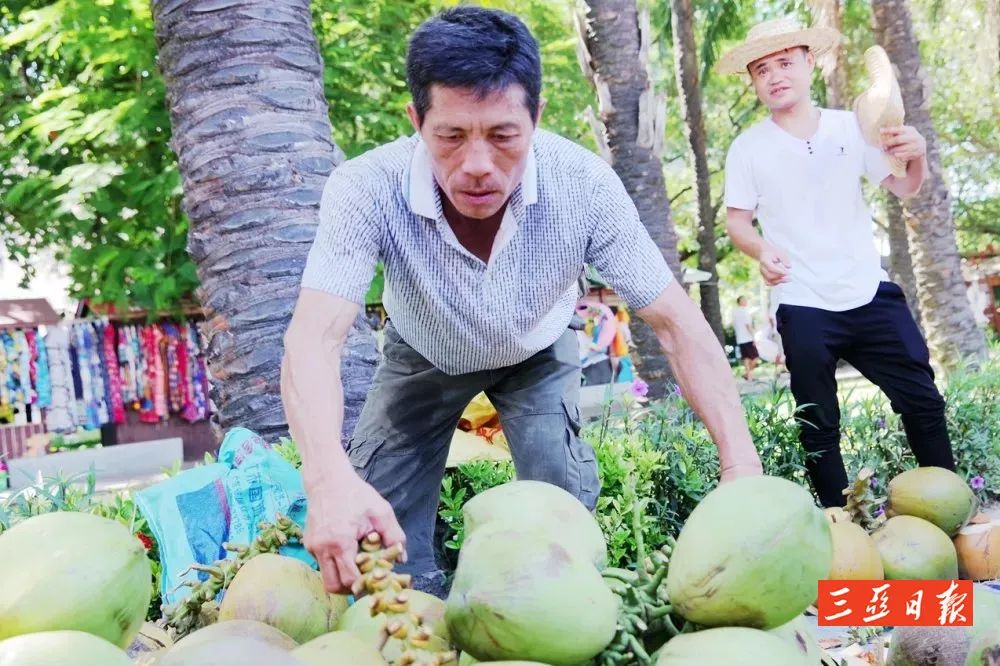 三亚罗蓬村吉文:用英语卖椰子的建档立卡户
