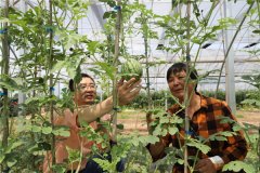 安徽樅陽：科技特派員助脫貧
