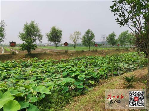 喜讯！荆州市农业面源污染整治工作位列全省第一