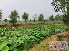 喜讯！荆州市农业面源污染整治工作位列全省第一