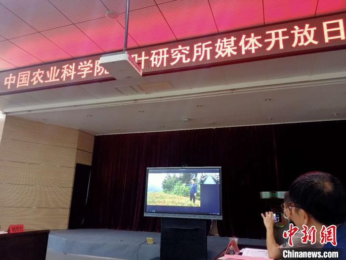 活动现场与扶贫茶园连线。胡丁于摄
