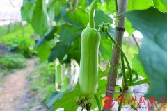 株洲市成立绿色食品产业协会