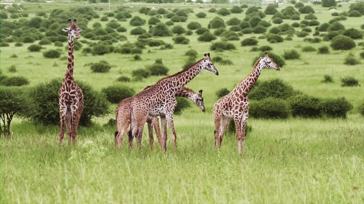 业内首发“双报告” 讲述伊利如何守护“多样地