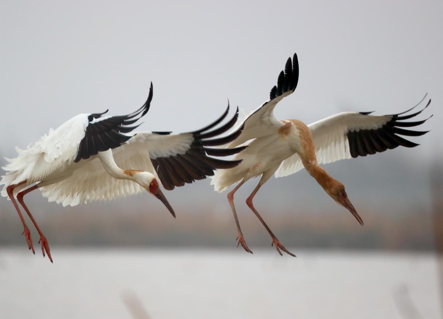 业内首发“双报告” 讲述伊利如何守护“多样地