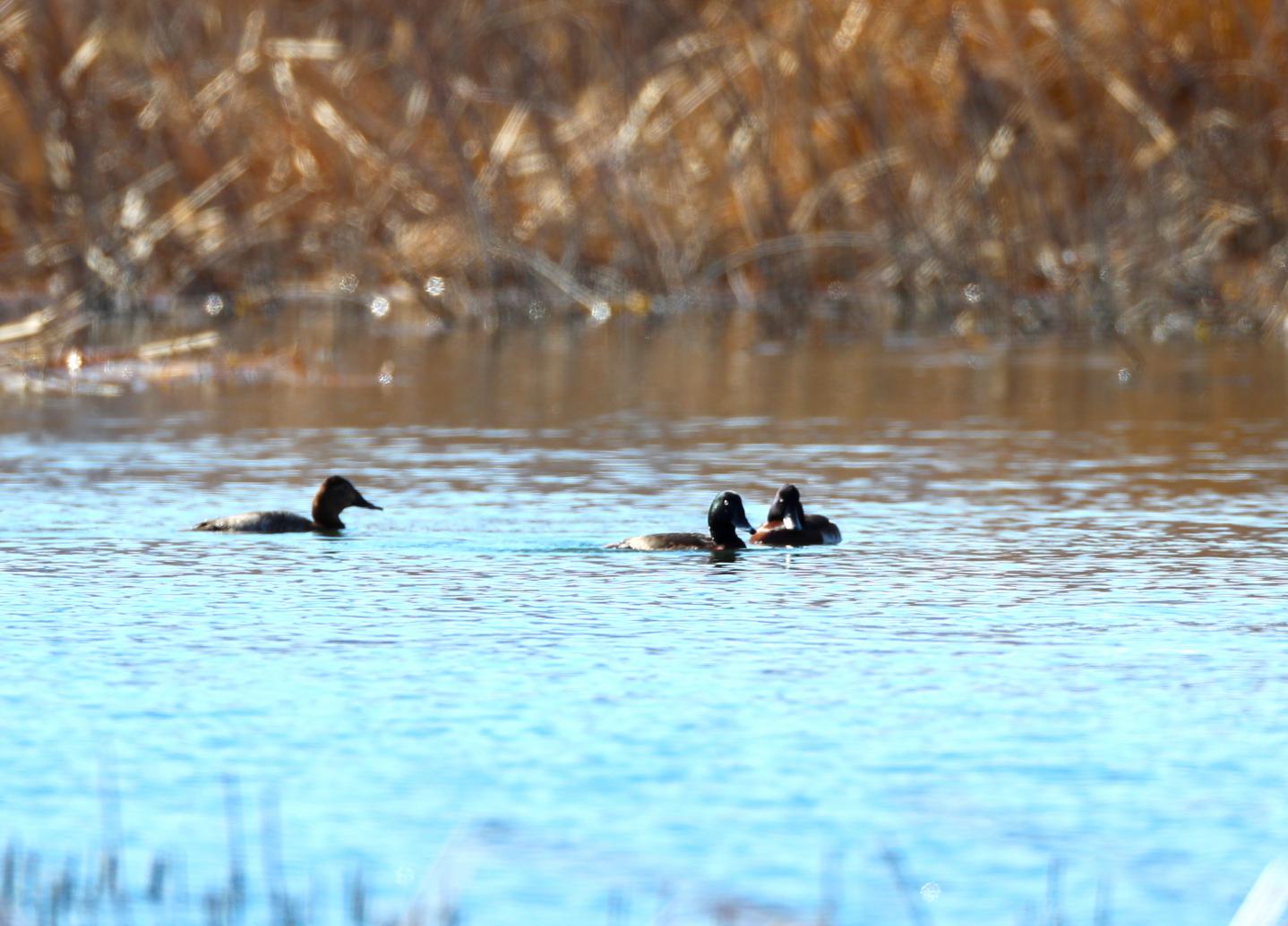 业内首发“双报告” 讲述伊利如何守护“多样地