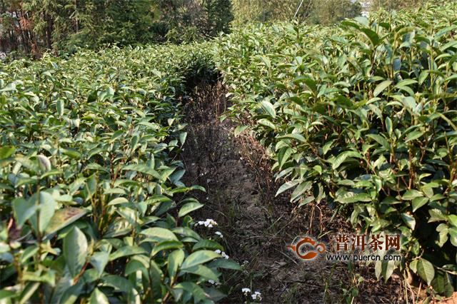 中国茶，又向世界迈开一大步