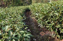 中国茶，又向世界迈开一大步