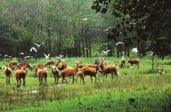 大美盐城：吹响生态环境高质量协奏曲