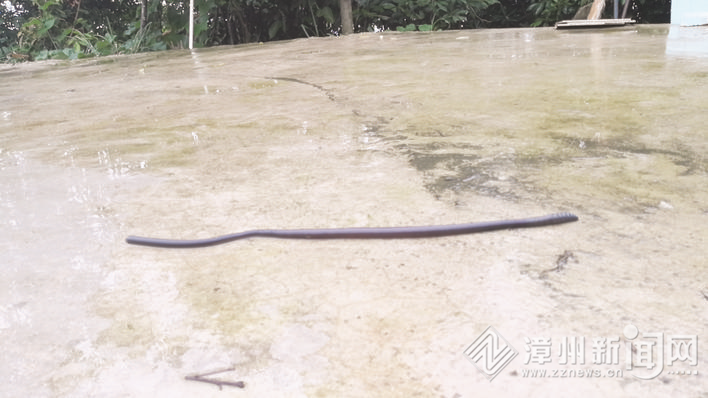 平和茶园雨后现1米长蚯蚓