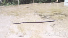 平和茶园雨后现1米长蚯蚓