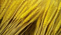 膳食纤维研究深入 小麦深加工产业发展受益