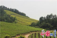 <b>溧阳30岁帅小伙连升阳：退伍甘当“茶农” 自主创业当先锋</b>