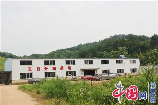 溧阳30岁帅小伙连升阳:退伍甘当“茶农” 自主创业当先锋