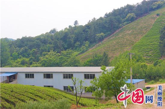 溧阳30岁帅小伙连升阳:退伍甘当“茶农” 自主创业当先锋