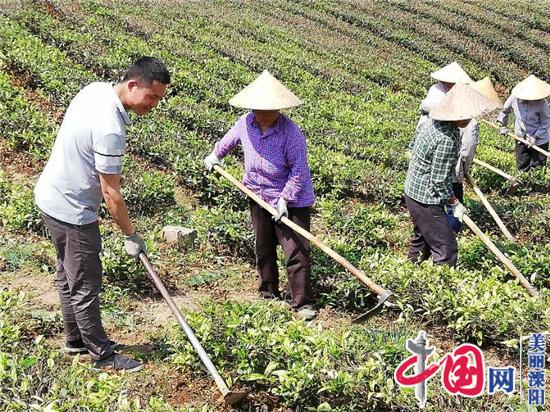 溧阳30岁帅小伙连升阳:退伍甘当“茶农” 自主创业当先锋