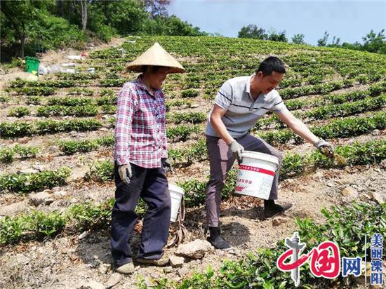 溧阳30岁帅小伙连升阳:退伍甘当“茶农” 自主创业当先锋