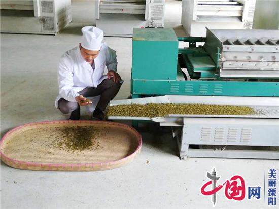 溧阳30岁帅小伙连升阳:退伍甘当“茶农” 自主创业当先锋