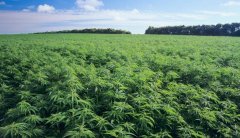[公司]翰宇药业：工业大麻项目进展顺利 将尽快