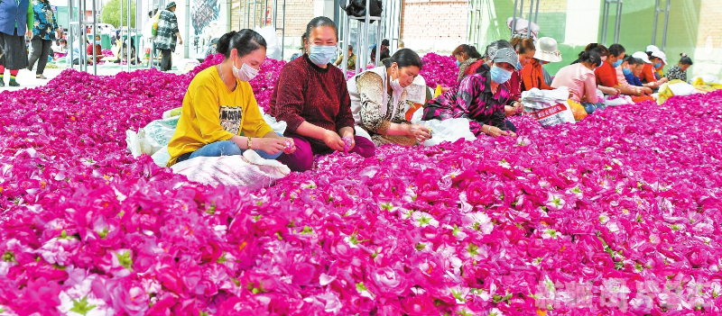 和田地区发展玫瑰花产业带动农民脱贫增收掠影