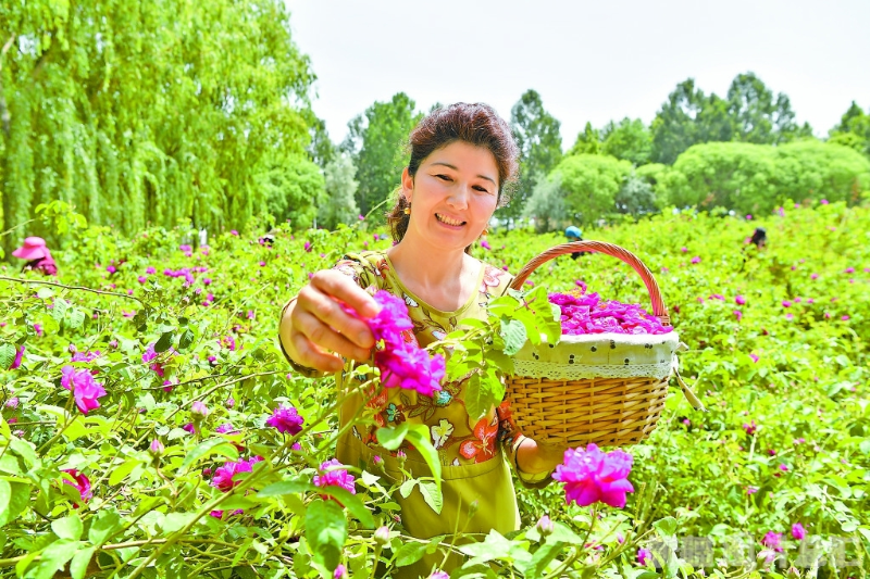 和田地区发展玫瑰花产业带动农民脱贫增收掠影