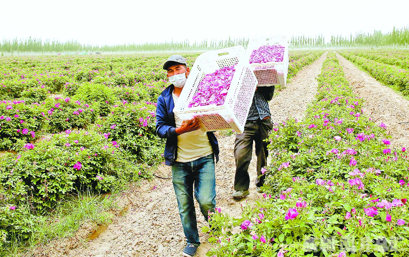 和田地区发展玫瑰花产业带动农民脱贫增收掠影