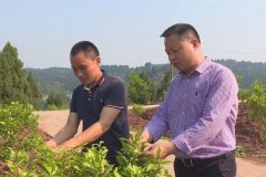 “能人回引”带动产业脱贫