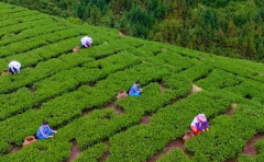 华源茶业坐拥万亩生态茶园_多元化推动中国茶产业高质量发展