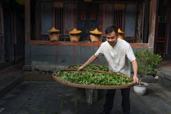 华源茶业坐拥万亩生态茶园_多元化推动中国茶产业高质量发展