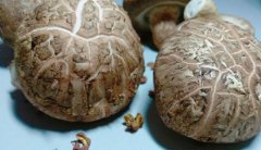 食用菌撑起“致富伞” 食品机械带动产业增收