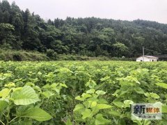 大榆镇发展多元产业 助推脱贫致富