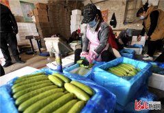 <b>河北融媒头条｜河北省平泉市榆树林子镇做大黄瓜产业纪实：小黄瓜如何闯出</b>