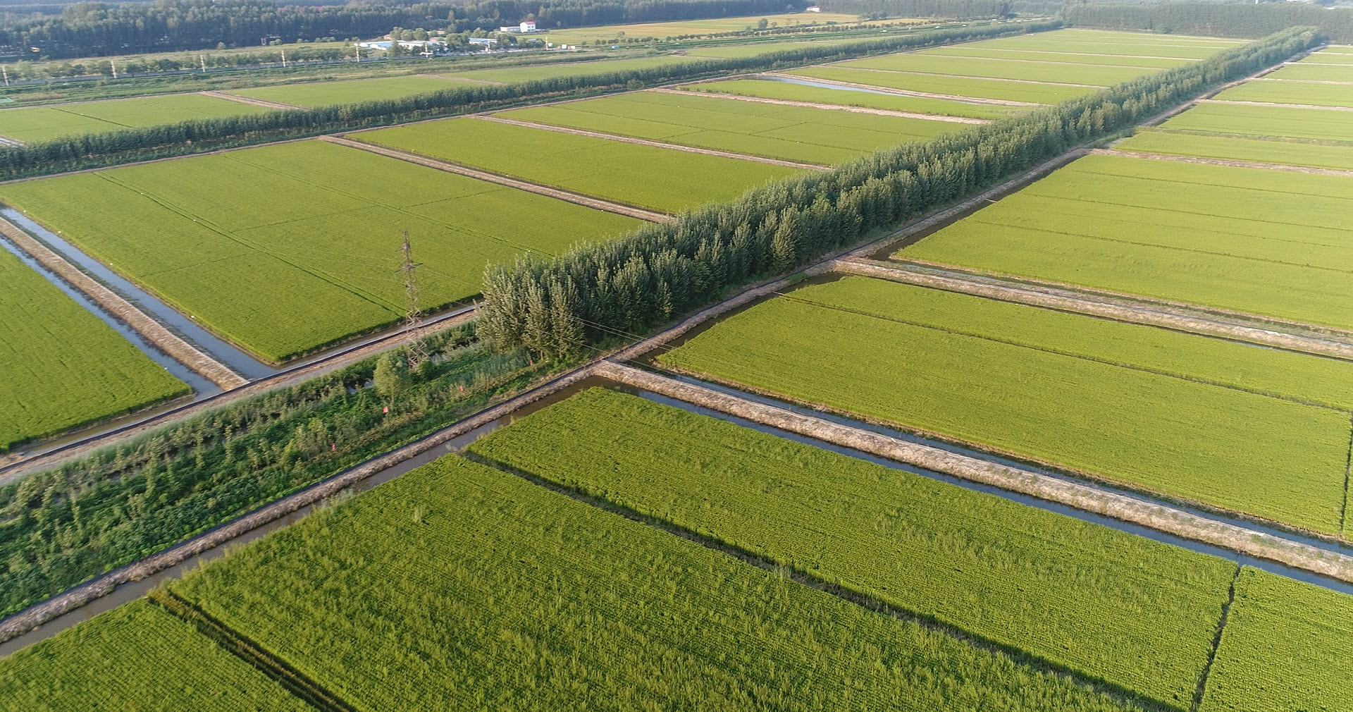 曹妃甸聚享水稻种植专业合作社：厚道粮农 匠心种植