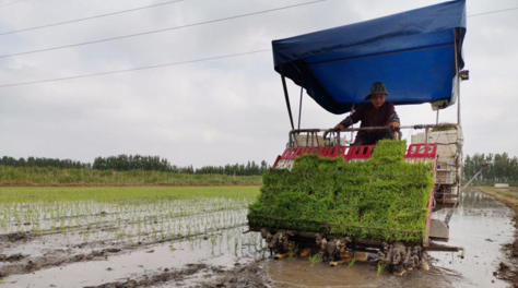 曹妃甸聚享水稻种植专业合作社：厚道粮农 匠心种植
