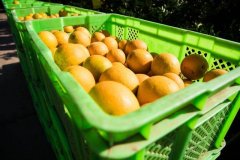 脱贫战车风骏皮卡：致富路上，就要开足马力