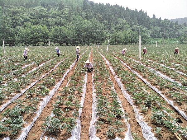 一家中药企业疫中寻机录