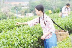 创建省级茶叶现代农业产业园 打造首个茶树资源