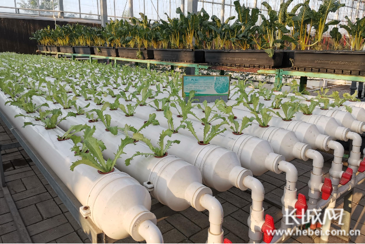饶阳：强化科技引领 激发现代农业发展新动能
