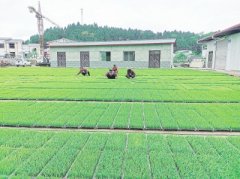 射洪市沱牌镇积极探索“大基地·小园区”发展模式加快发展现代农业