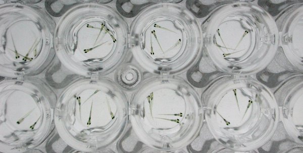 新希望新科技，环特斑马鱼生物科技未来可期