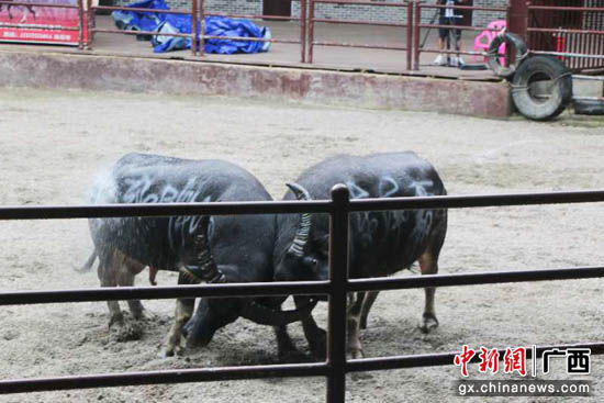 广西旅发集团三江旅游产品暨招商项目发布 助力