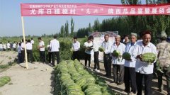 新疆交通运输厅驻村工作队产业扶贫记