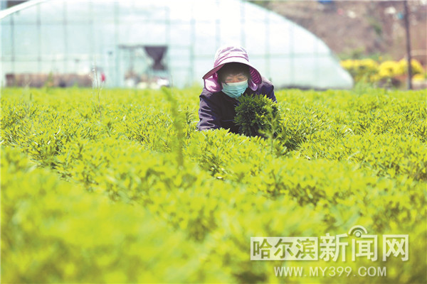 市民餐桌添美味食药兼得新佳肴