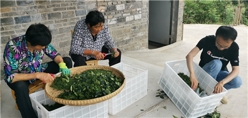 “直播带货+现场订货” 阆中餐饮、烹饪协会助农卖花椒