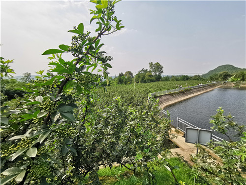 “直播带货+现场订货” 阆中餐饮、烹饪协会助农卖花椒