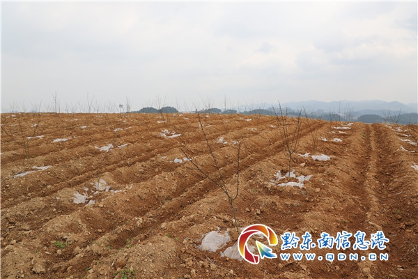 梁承祥一行到镇远调研农业产业和关工委工作