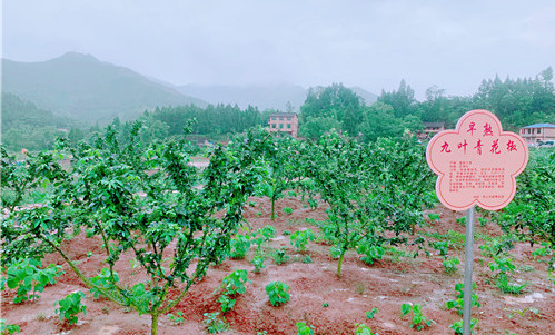 “营山麻柳椒”成为营山县助力脱贫攻坚、推进乡村振兴支柱产业