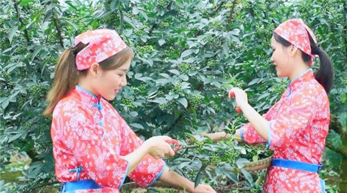 “营山麻柳椒”成为营山县助力脱贫攻坚、推进乡村振兴支柱产业